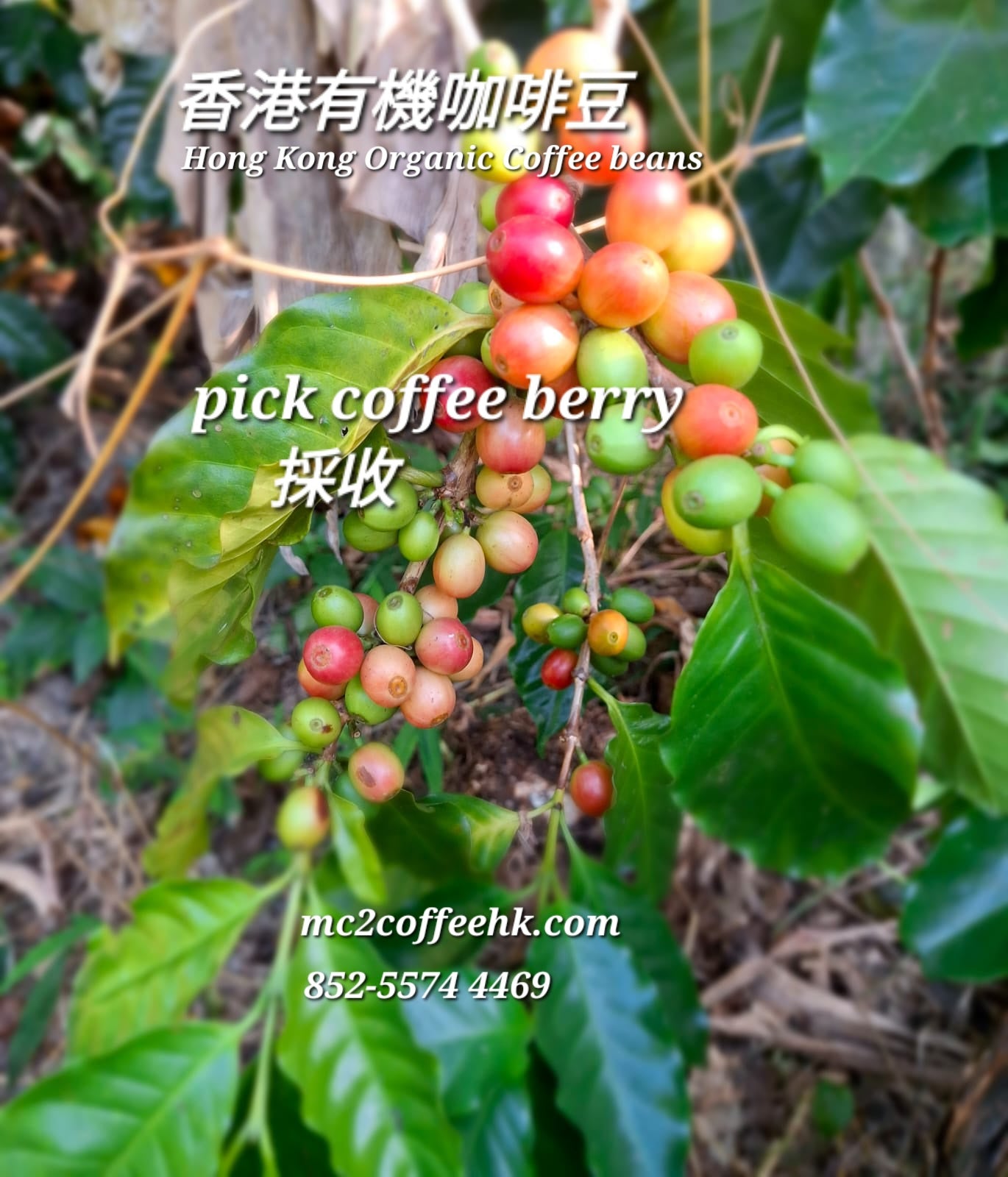Go to pick Hong Kong orgnic coffee berry 親自採摘香港有機咖啡果