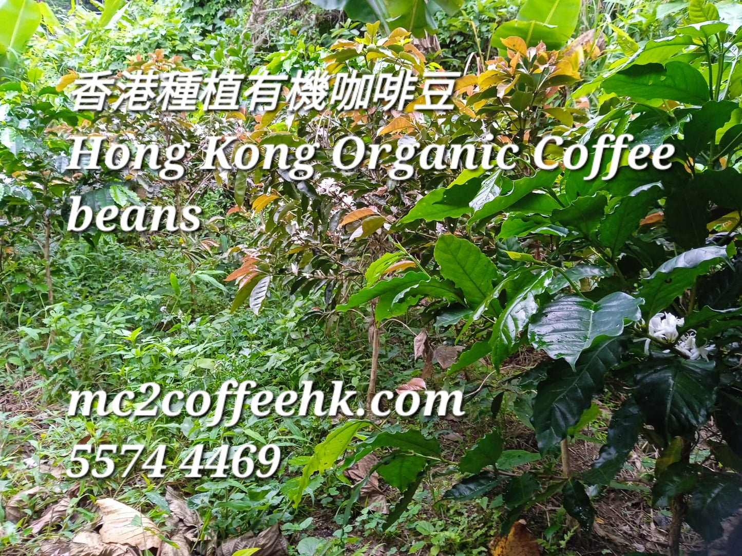 Go to pick Hong Kong orgnic coffee berry 親自採摘香港有機咖啡果