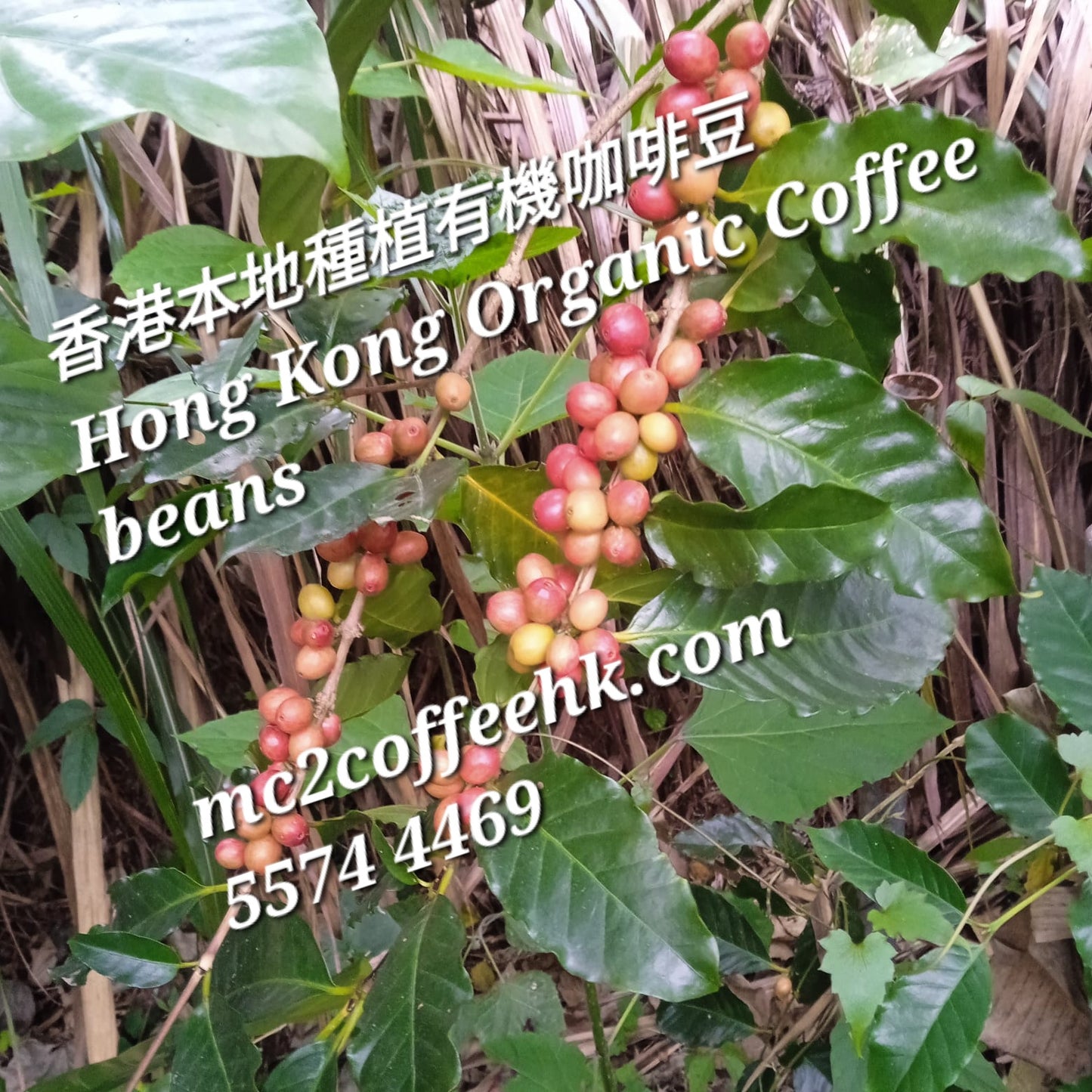 Go to pick Hong Kong orgnic coffee berry 親自採摘香港有機咖啡果