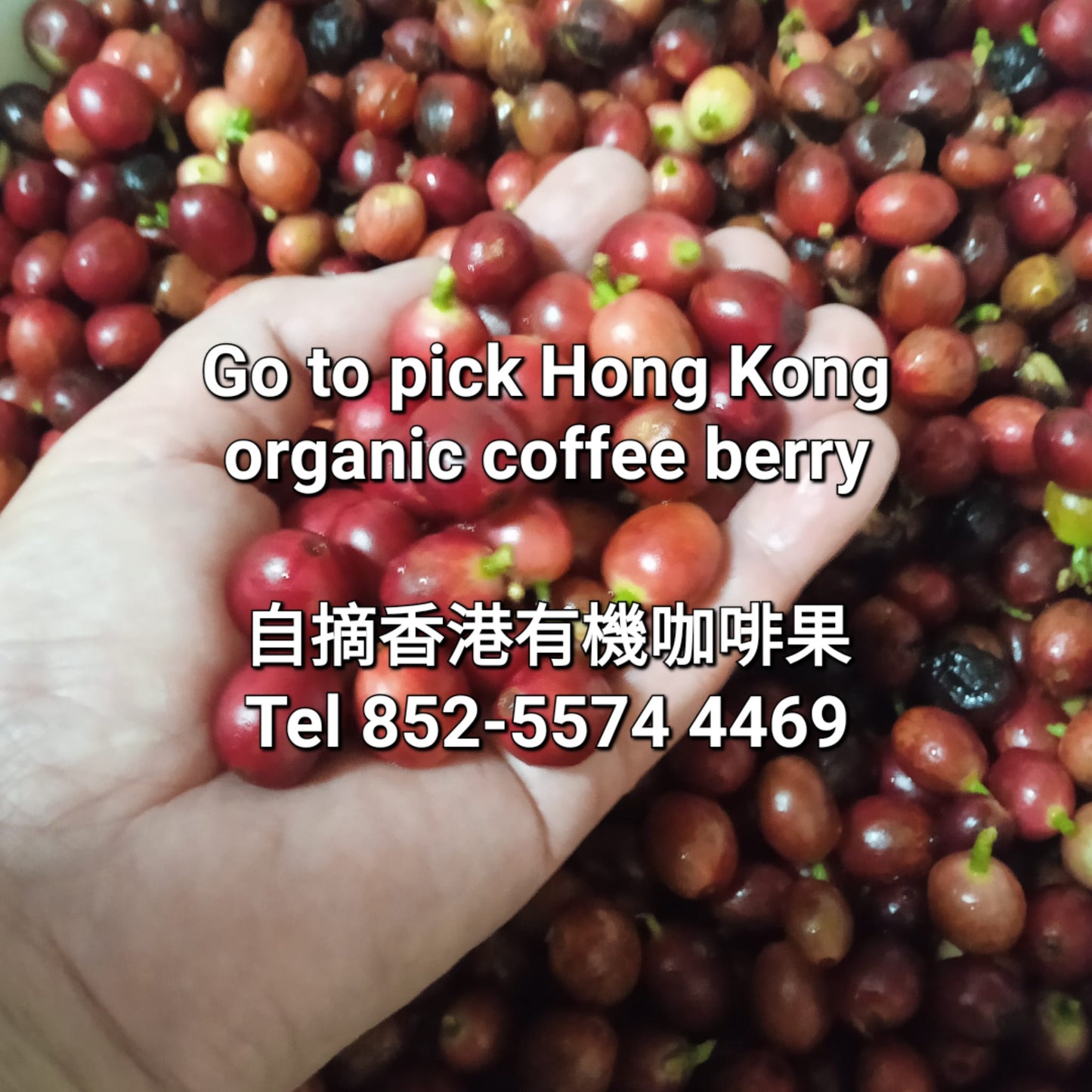 Go to pick Hong Kong orgnic coffee berry 親自採摘香港有機咖啡果