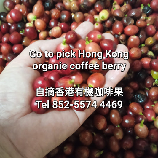 Go to pick Hong Kong orgnic coffee berry 親自採摘香港有機咖啡果